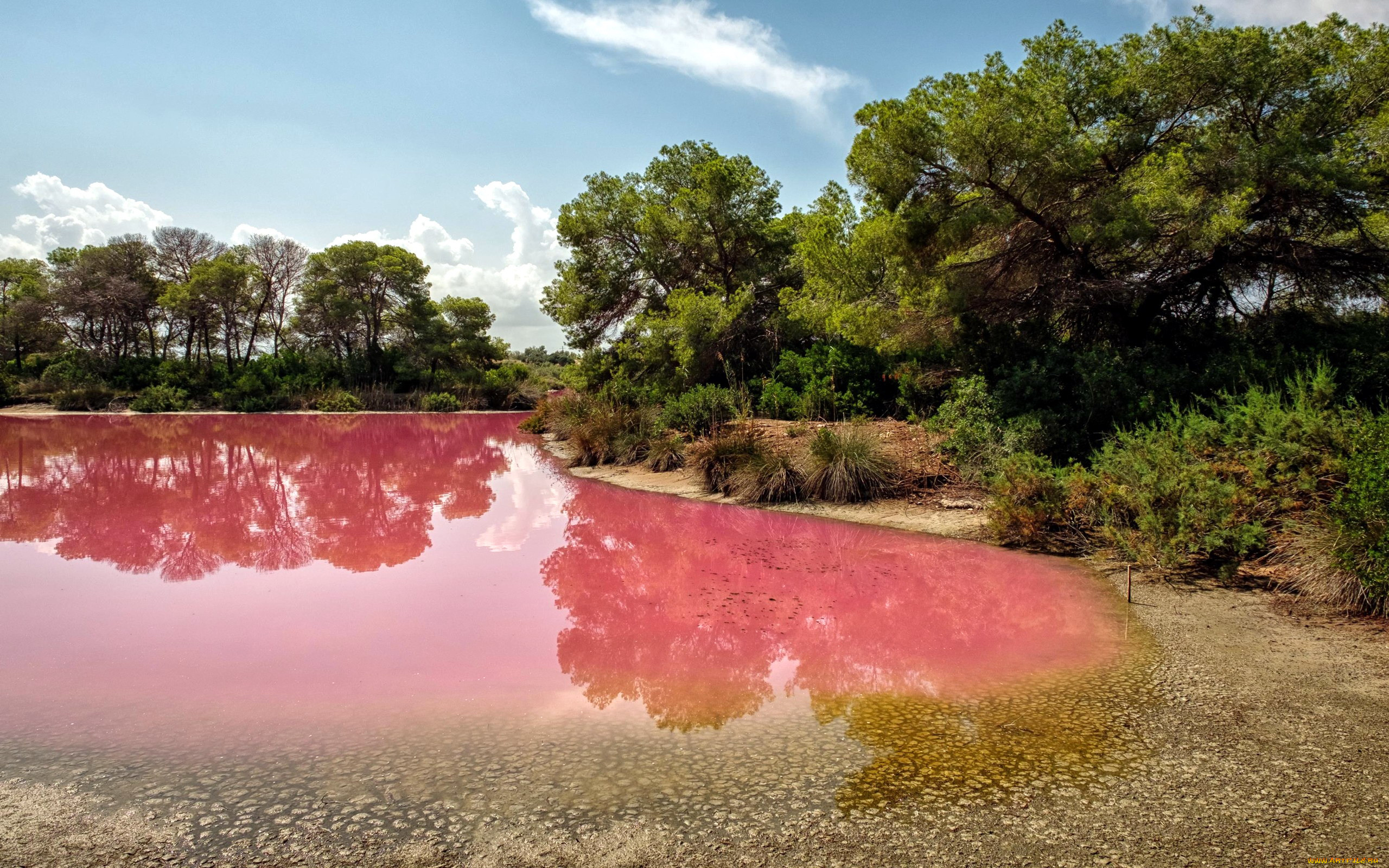 pink waters of albufera, spain, , , , pink, waters, of, albufera
